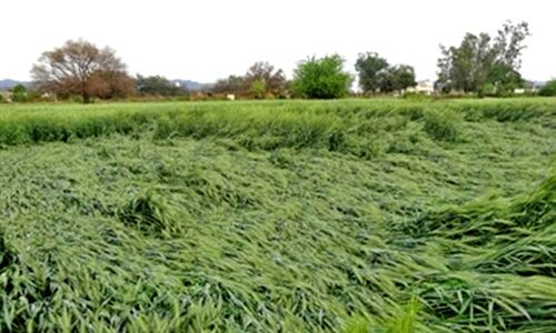 आड़ा हुआ गेहूँ, धनिए को भी नुकसान