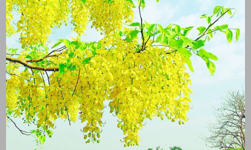 ज्ञान और आनन्द का पर्व बसंत