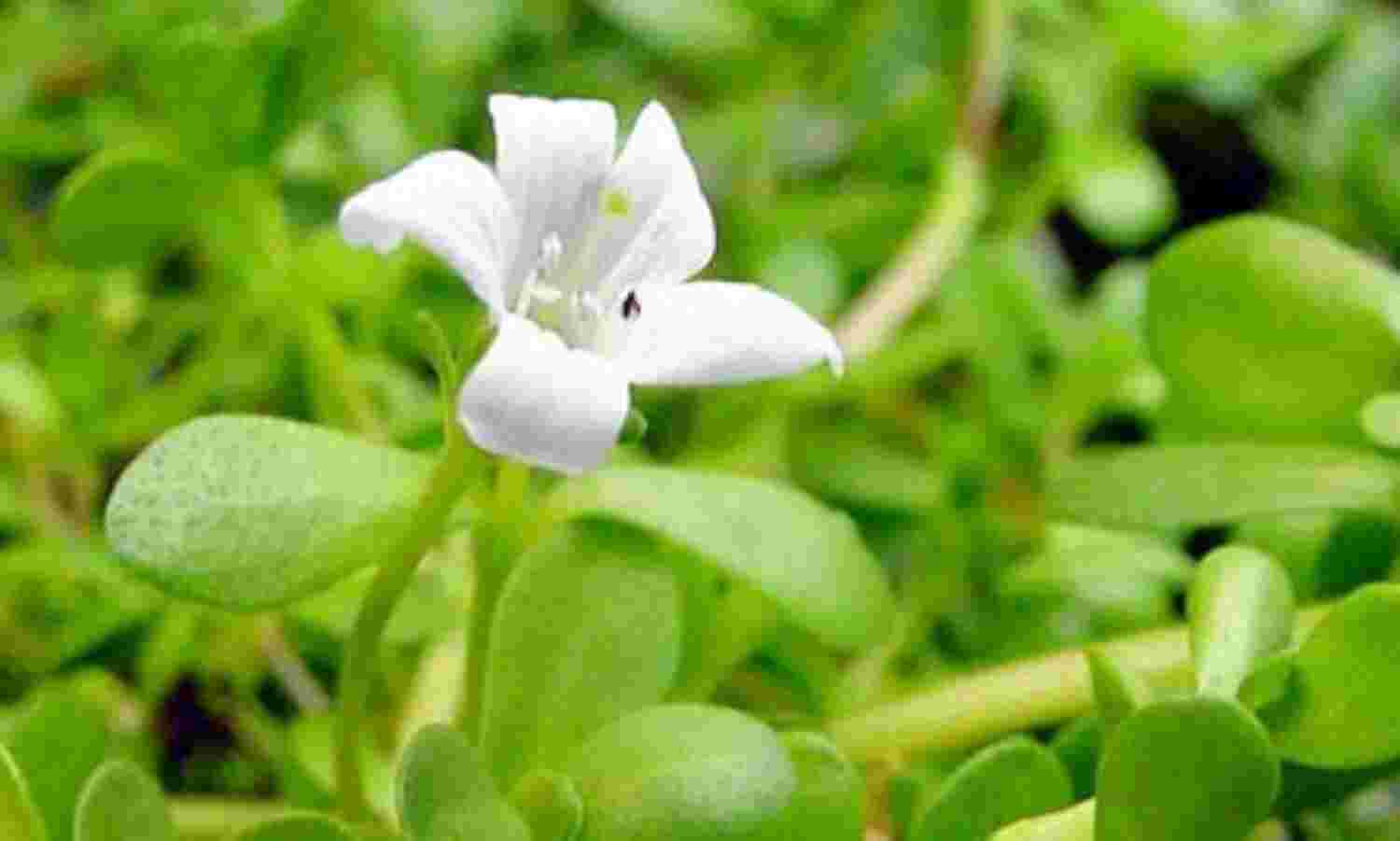 स्मरण शक्ति बढ़ाने के लिए करें इस औषधि का सेवन