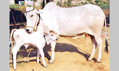 गौमाता को मिल सकेगा आशियाना गौमाता को मिल सकेगा आशियाना