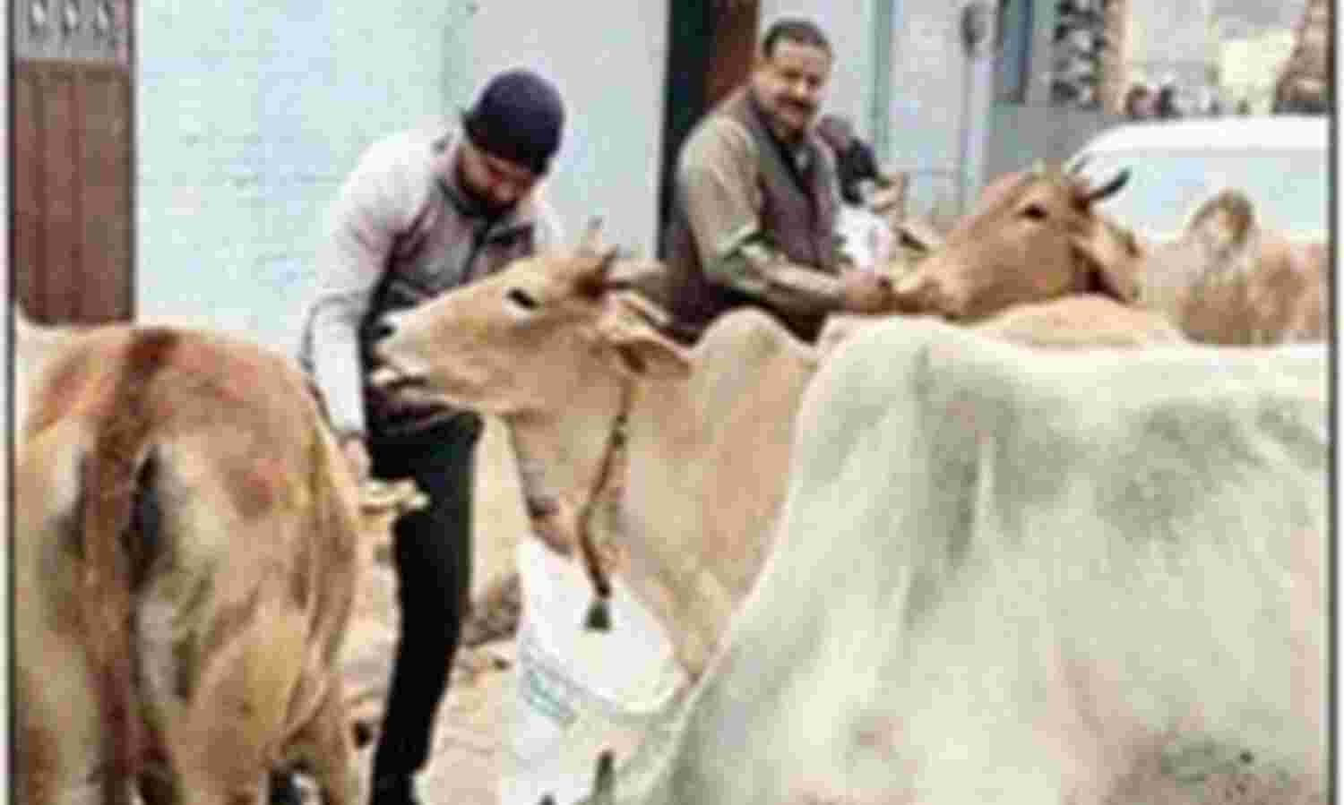 आवारा पशुओं की भूख मिटाने को आगे आई राज सेवा समिति आवारा पशुओं की भूख मिटाने को आगे आई राज सेवा समिति