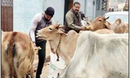 आवारा पशुओं की भूख मिटाने को आगे आई राज सेवा समिति