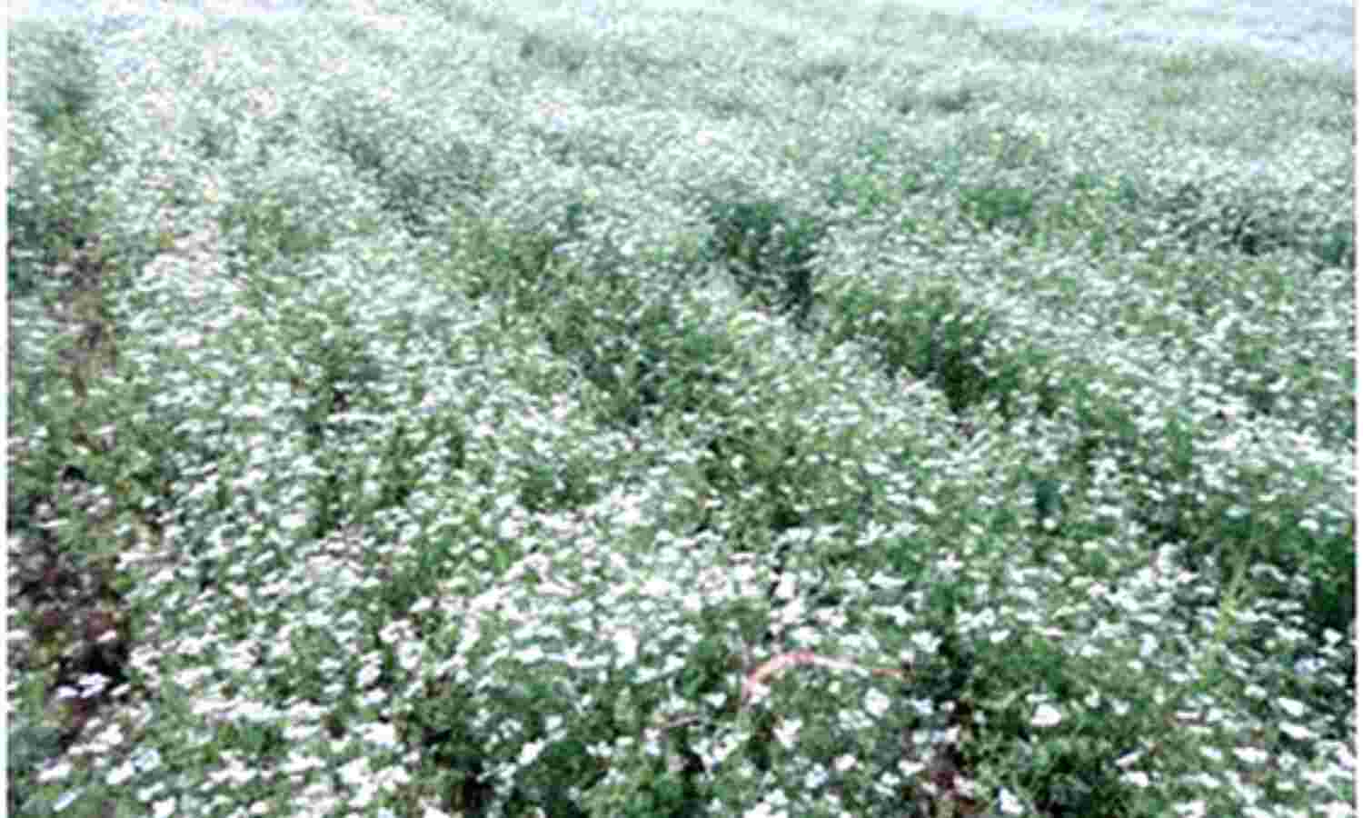 चांचौड़ा और राघौगढ़ में 40 से 50 फीसद तो गुना और बमौरी में 10 से 15 फीसद नुकसान का आंकलन