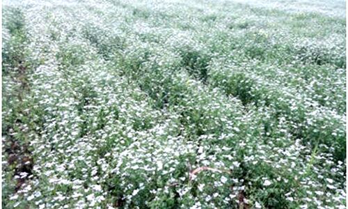 चांचौड़ा और राघौगढ़ में 40 से 50 फीसद तो गुना और बमौरी में 10 से 15 फीसद नुकसान का आंकलन