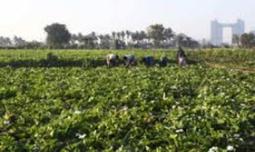 प्रधानमंत्री किसान योजना के शुभारम्भ का एलईडी वैन पर होगा सीधा प्रसारण