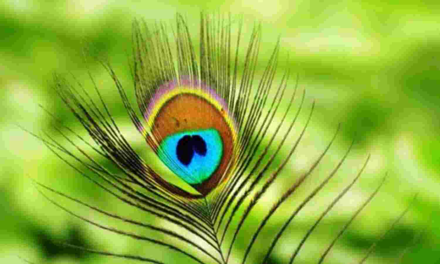 मयूर पंख से होते हैं हर ग्रह के दोष दूर, करें ये उपाय