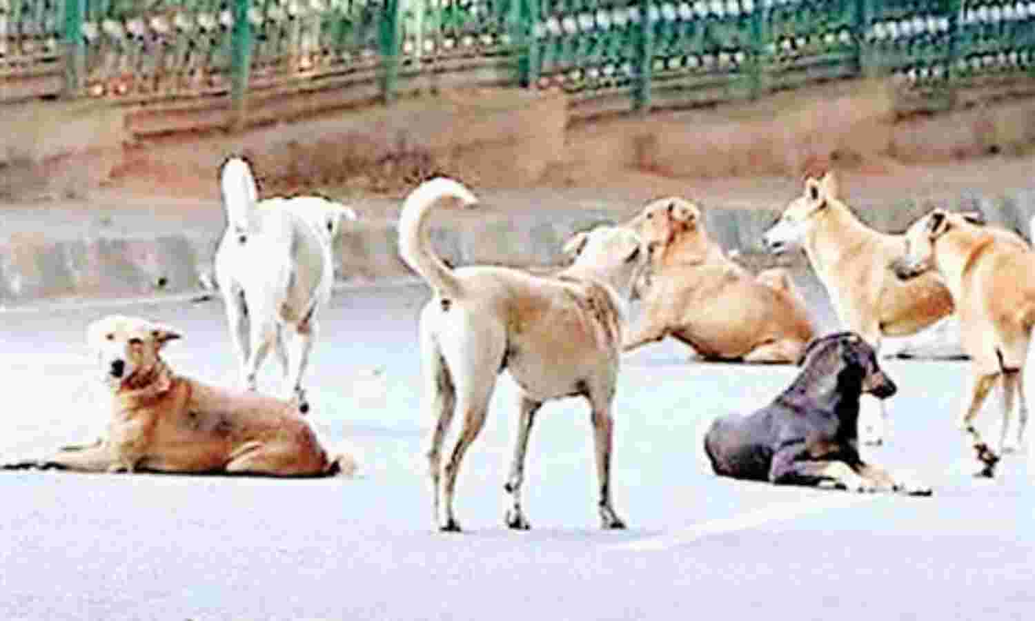 हर दिन 40 लोगों को काट रहे हैं आवारा कुत्ते, पकडऩे में असफल नगर निगम