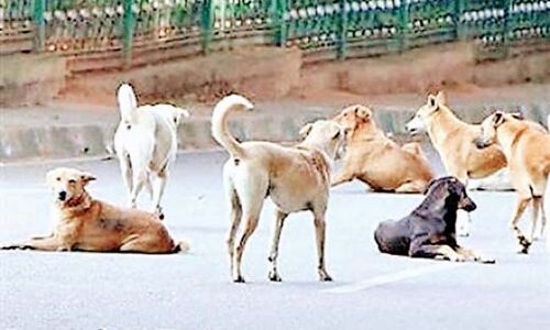 हर दिन 40 लोगों को काट रहे हैं आवारा कुत्ते, पकडऩे में असफल नगर निगम