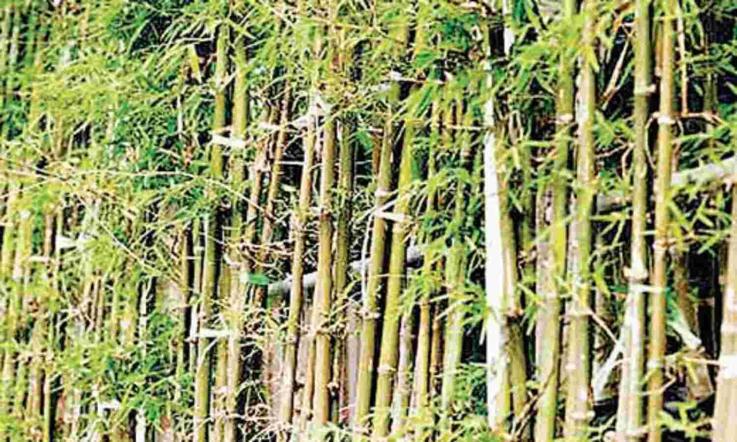 बांस मिशन पर वन विभाग के अफसरों में गफलत