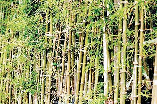 बांस मिशन पर वन विभाग के अफसरों में गफलत