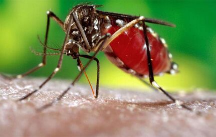 साफ पानी में पनपता है डेंगू का मच्छर : जैन