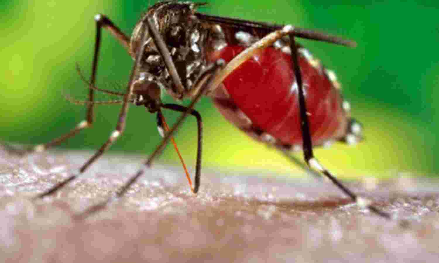 साफ पानी में पनपता है डेंगू का मच्छर : जैन साफ पानी में पनपता है डेंगू का मच्छर : जैन