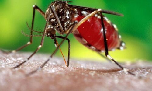 साफ पानी में पनपता है डेंगू का मच्छर : जैन साफ पानी में पनपता है डेंगू का मच्छर : जैन