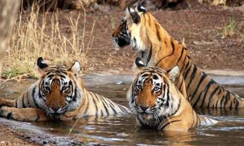 साल 2018 में किए गए बाघों के सर्वे ने बनाया विश्व रिकॉर्ड