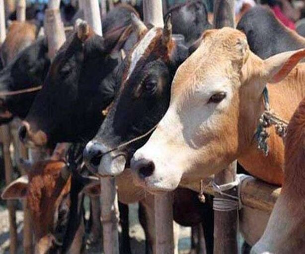 राष्ट्रीय पशु घोषित हो गाय, गोहत्या पर हो उम्र कैद: राजस्थान हाईकोर्ट
