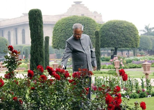 मुगल गार्डन में देखिए  प्रणब-शुभ्रा  नाम का विशेष गुलाब