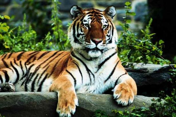 भारत में 2016 में अब तक 100 बाघों की मौत