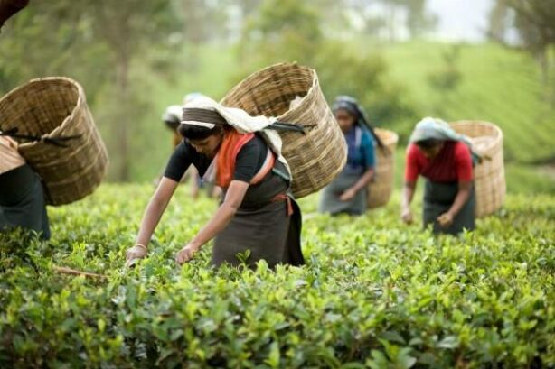 भारत ने चाय उत्पादन में बनाया रिकॉर्ड