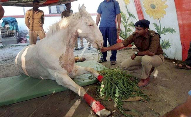 बीजेपी के विरोध प्रदर्शन के दौरान घायल हुए घोड़े शक्तिमान की मौत