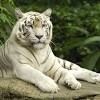 दिल्ली के चिड़ियाघर में बाघ ने युवक को मार डाला