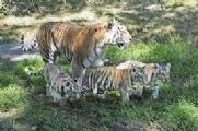 देश में बढ़ी बाघों की संख्या