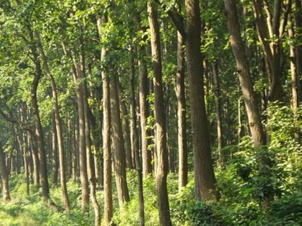 जंगलों को बचाने ऊर्जा वन विकसित करने की तैयारी