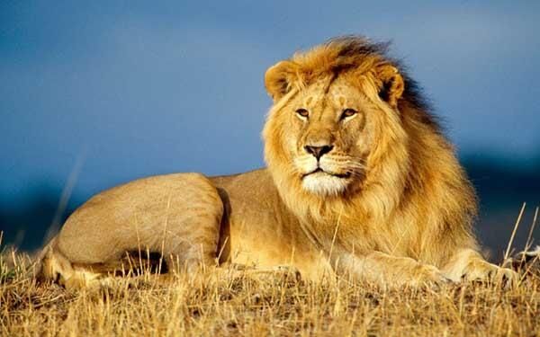 घाटीगांव में सोनचिरैया और कूनो में नहीं आ पाए बब्बर शेर