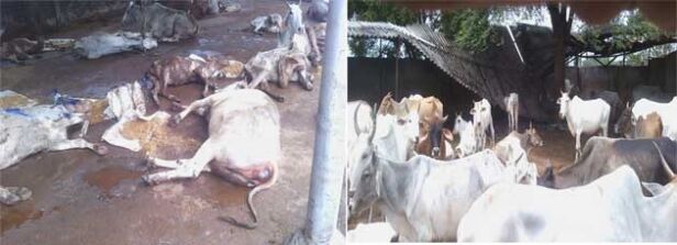 गौशाला में एक माह में 453 गायों की मौत