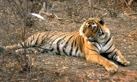 एमपी के इन जंगलों में बाघों को नहीं मिल पा रहा भोजन, शिकार की तलाश में बदला ठिकाना