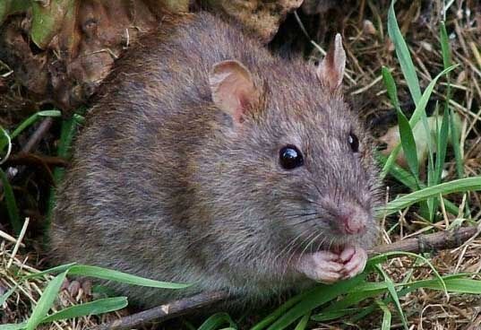 इस शहर में सबसे ज्यादा चूहों का आतंक, हर साल खा जाते हैं 11 हजार क्विंटल धान