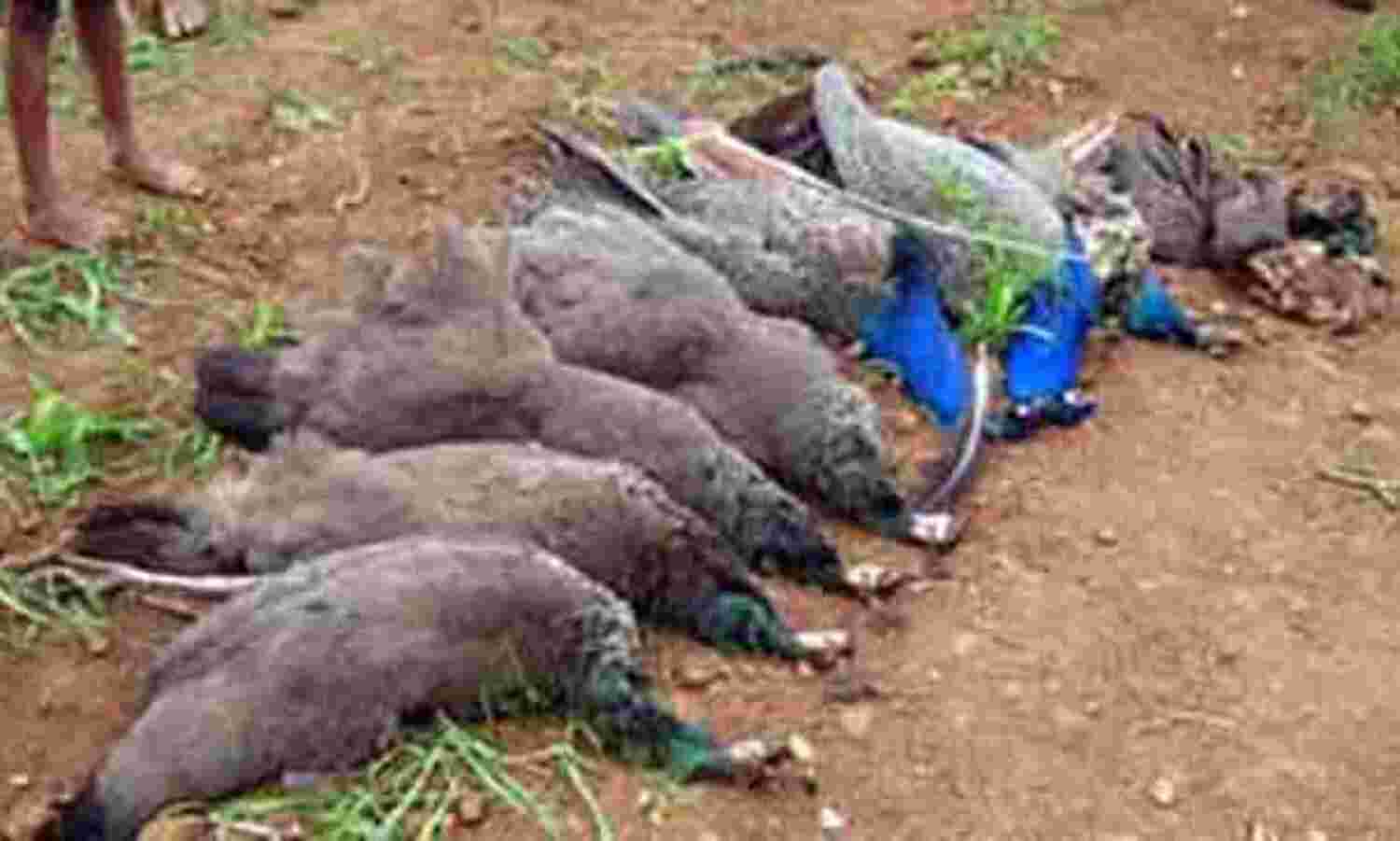 स्टोन पार्क के पास दस मोरों की मौत स्टोन पार्क के पास दस मोरों की मौत