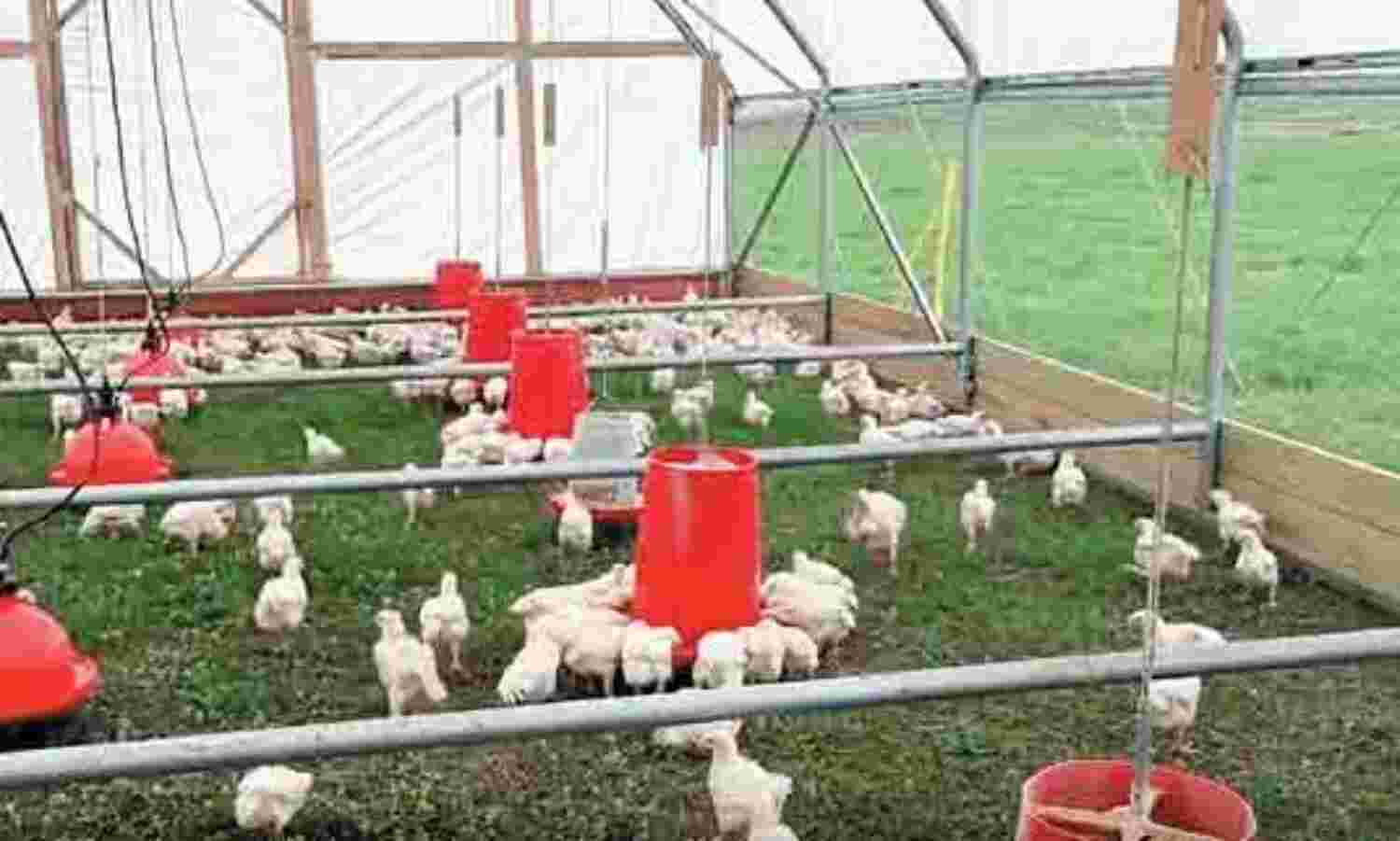 सऊदी अरब ने पोल्ट्री आयात पर लगाई रोक