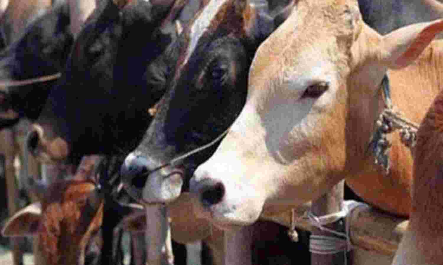 राष्ट्रीय पशु घोषित हो गाय, गोहत्या पर हो उम्र कैद: राजस्थान हाईकोर्ट