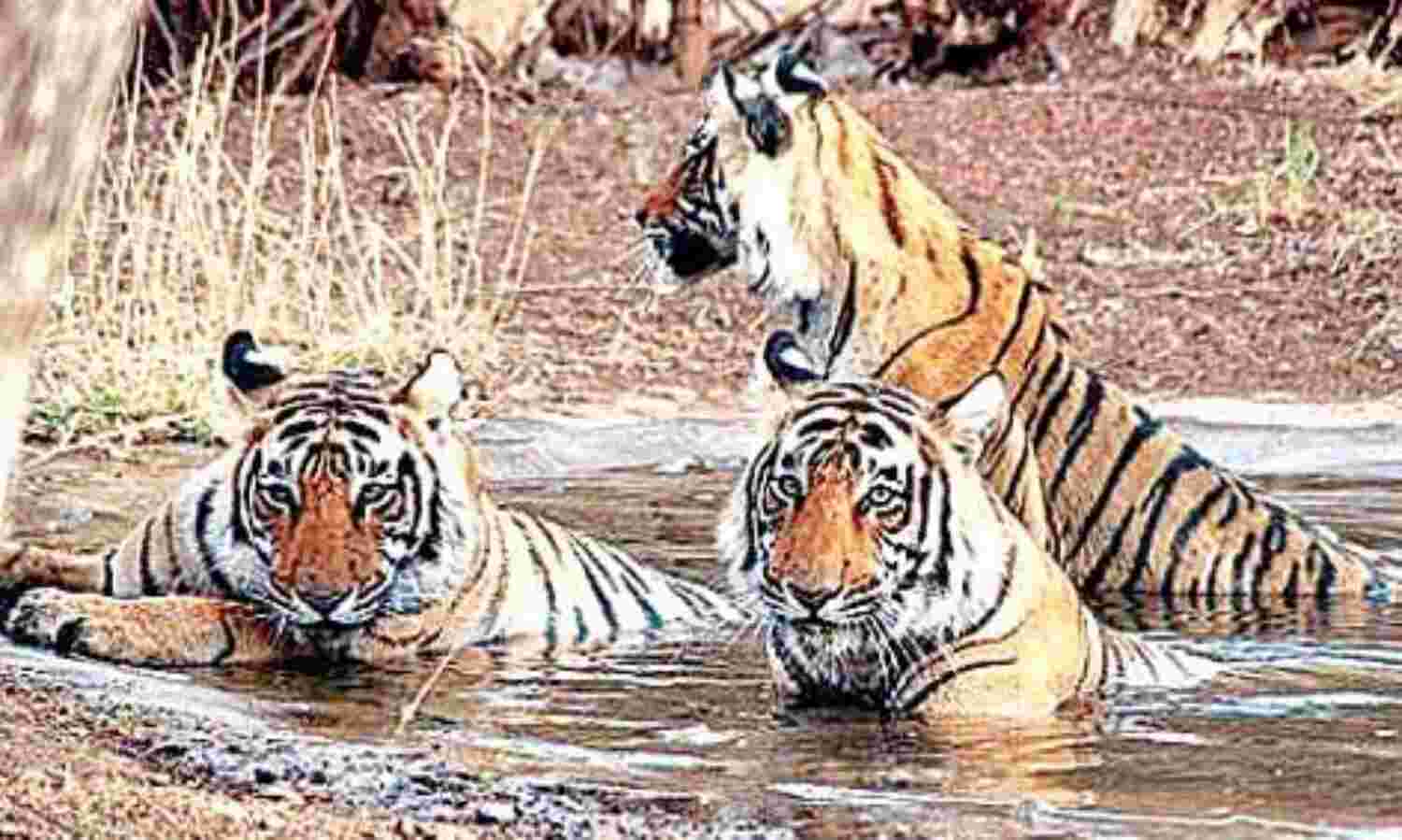 रानी घाटी के जंगल में विचरण कर रही है मादा तेंदुआ रानी घाटी के जंगल में विचरण कर रही है मादा तेंदुआ