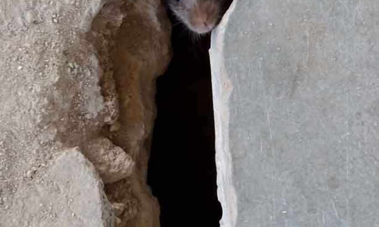 रेलवे स्टेशन पर चूहों ने खोदी सुरंग