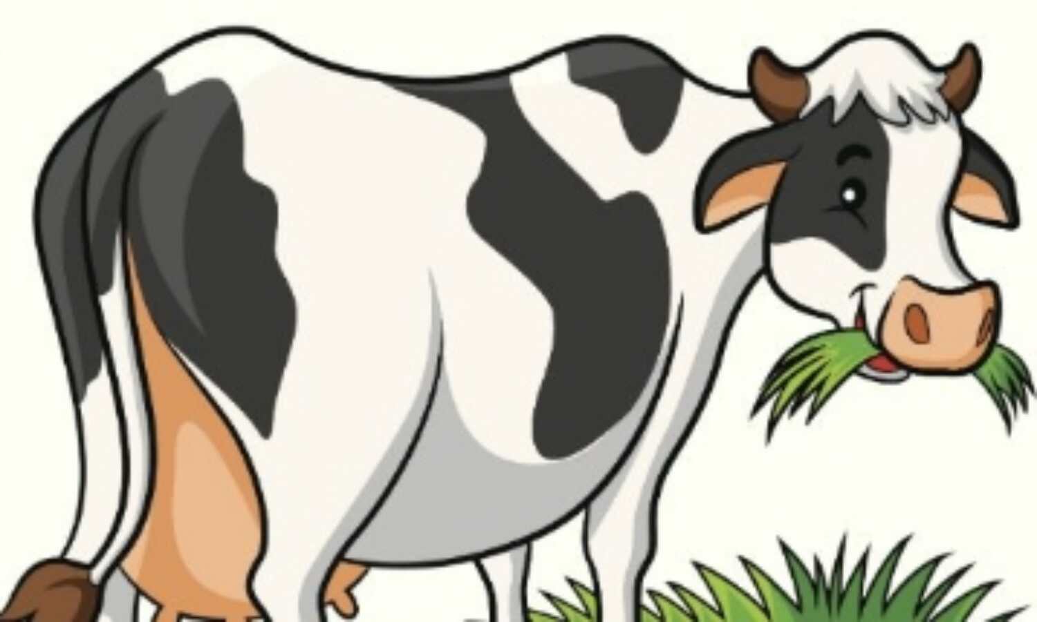 रैम्प पर वाक करती नजर आएंगी गायें!