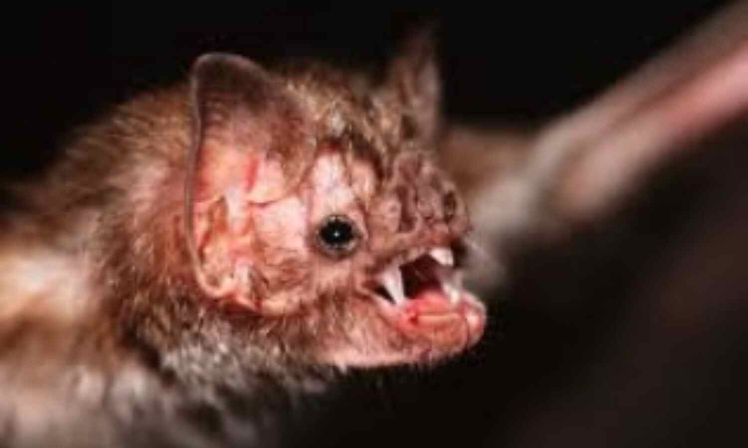 यहां होती है चमगादडों की पूजा