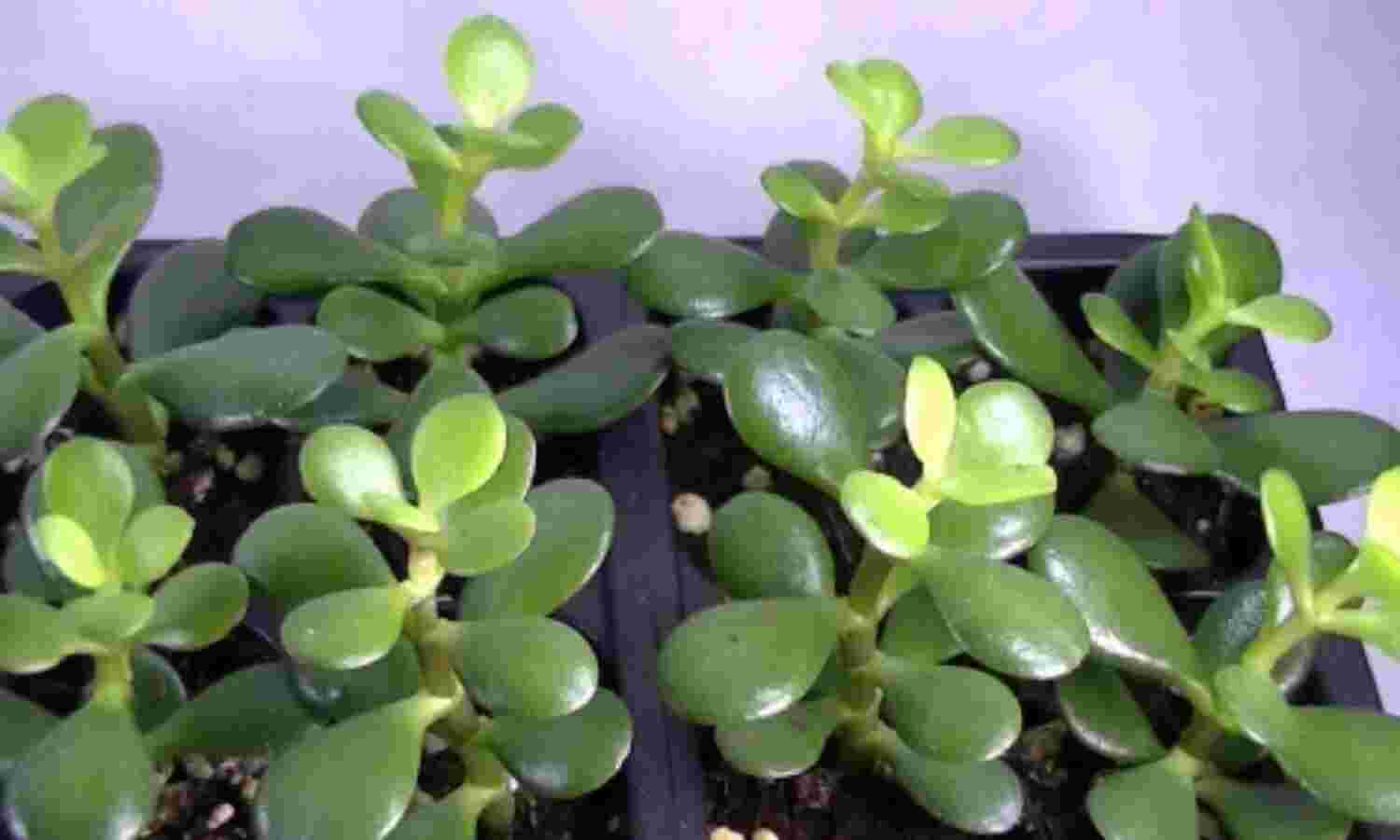 यह पौधा  बना  देगा आपको धनवान