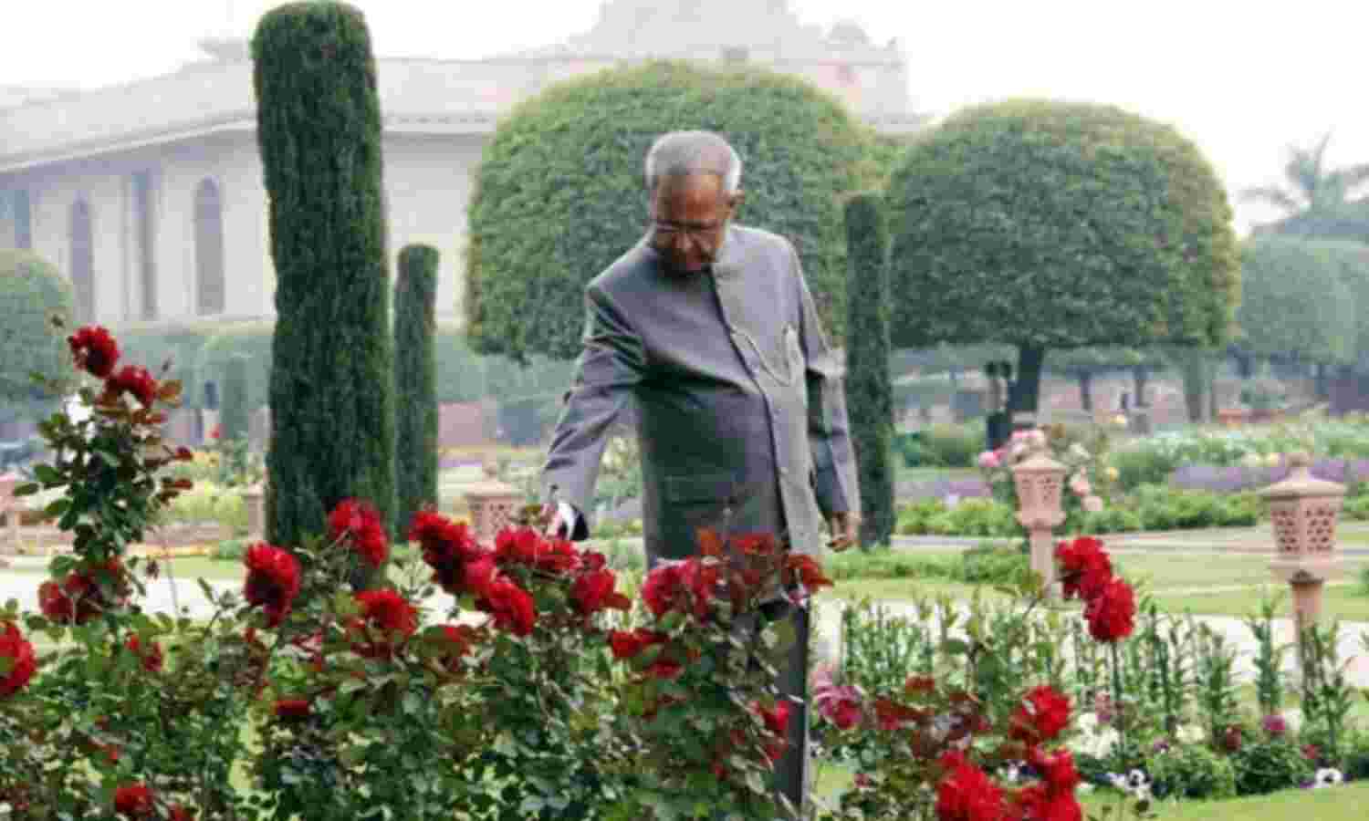 मुगल गार्डन में देखिए  प्रणब-शुभ्रा  नाम का विशेष गुलाब