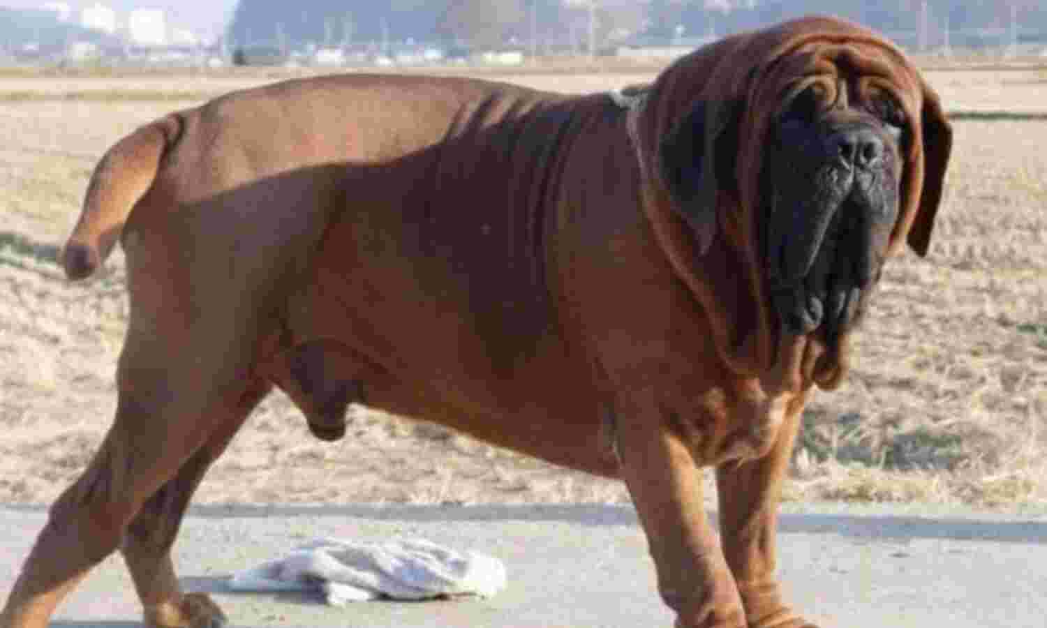 बीएमडब्लू और ऑडी कार से महंगा हैं यह पपी बीएमडब्लू और ऑडी कार से महंगा हैं यह पपी