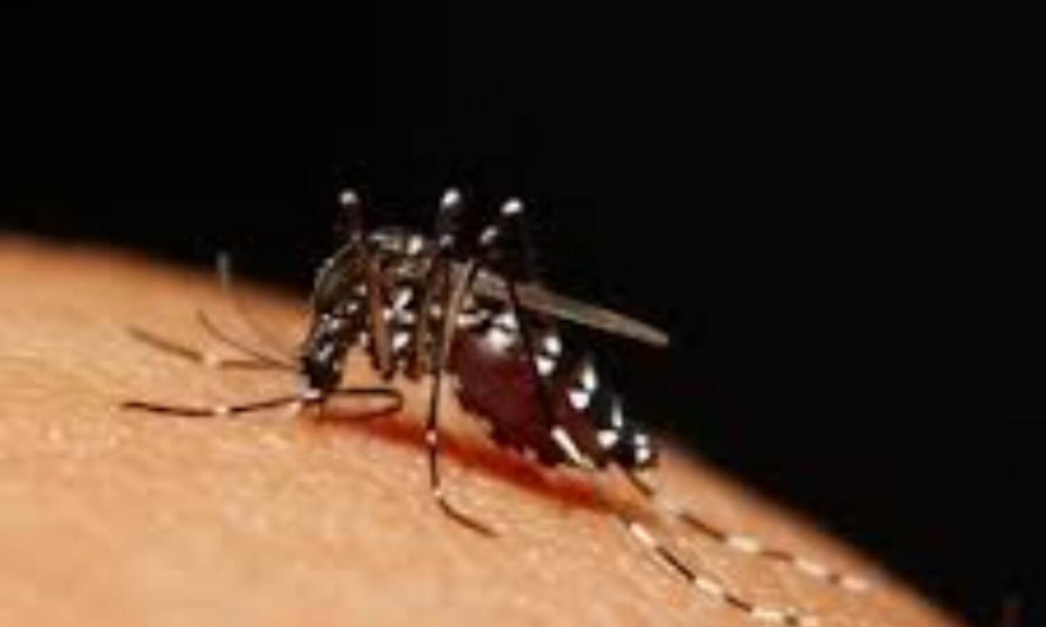 ब्राजील ने जिका आपातकाल को खत्म करने का लिया निर्णय