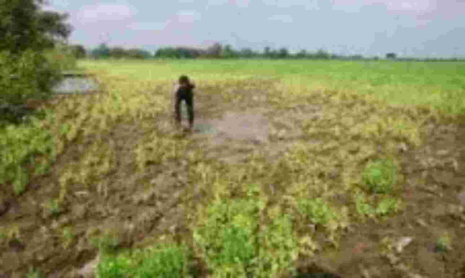 बरसात बहा ले गई किसानों की होली की खुशियां, छह ने की खुदकुशी