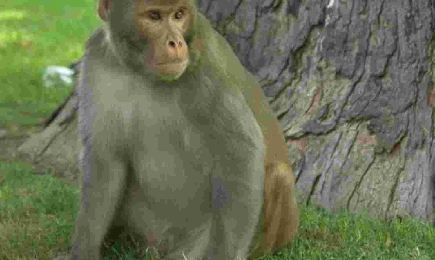 बंदर ने बचाई 30 लोगों की जान! बंदर ने बचाई 30 लोगों की जान!