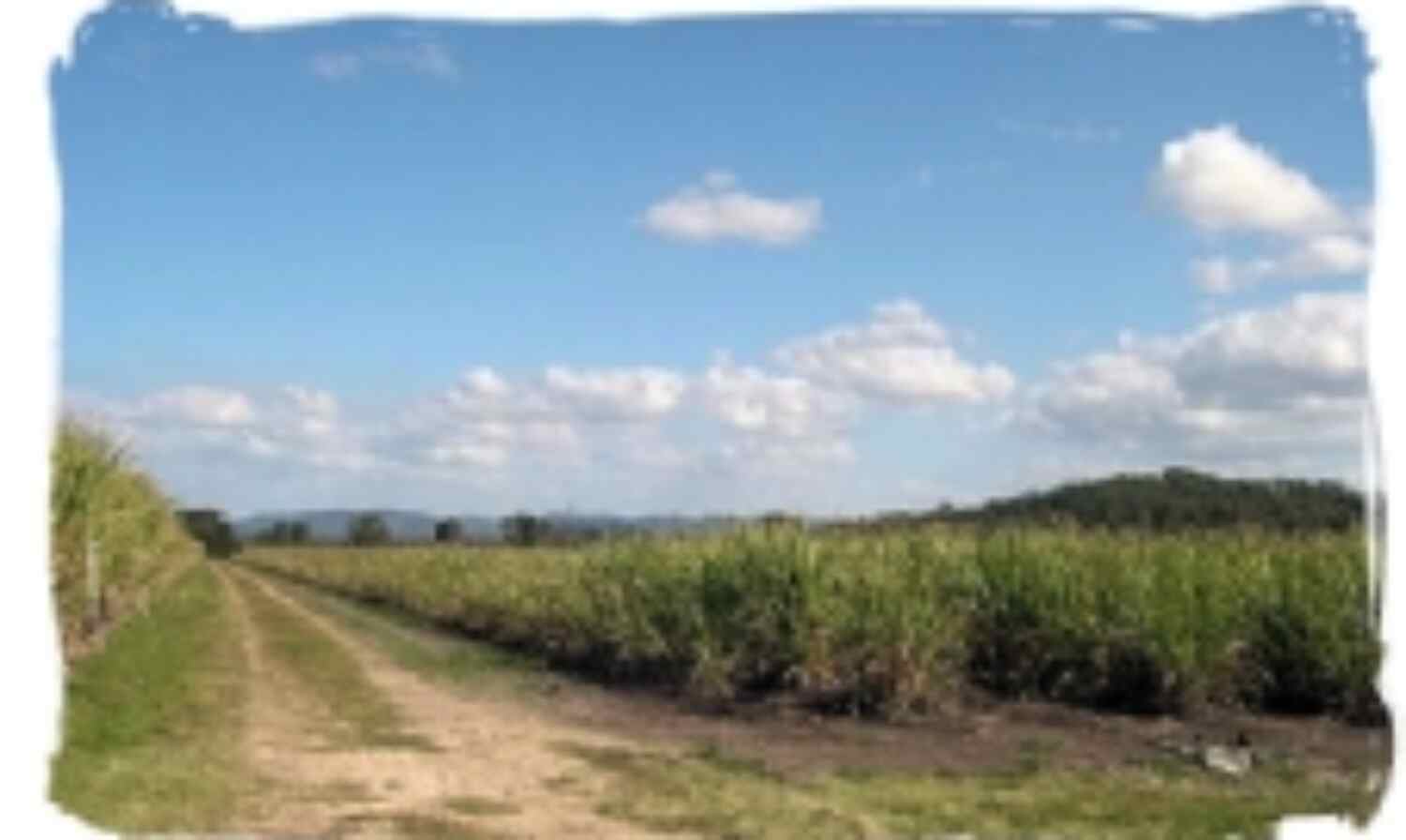 फसलों पर संकट के आसार