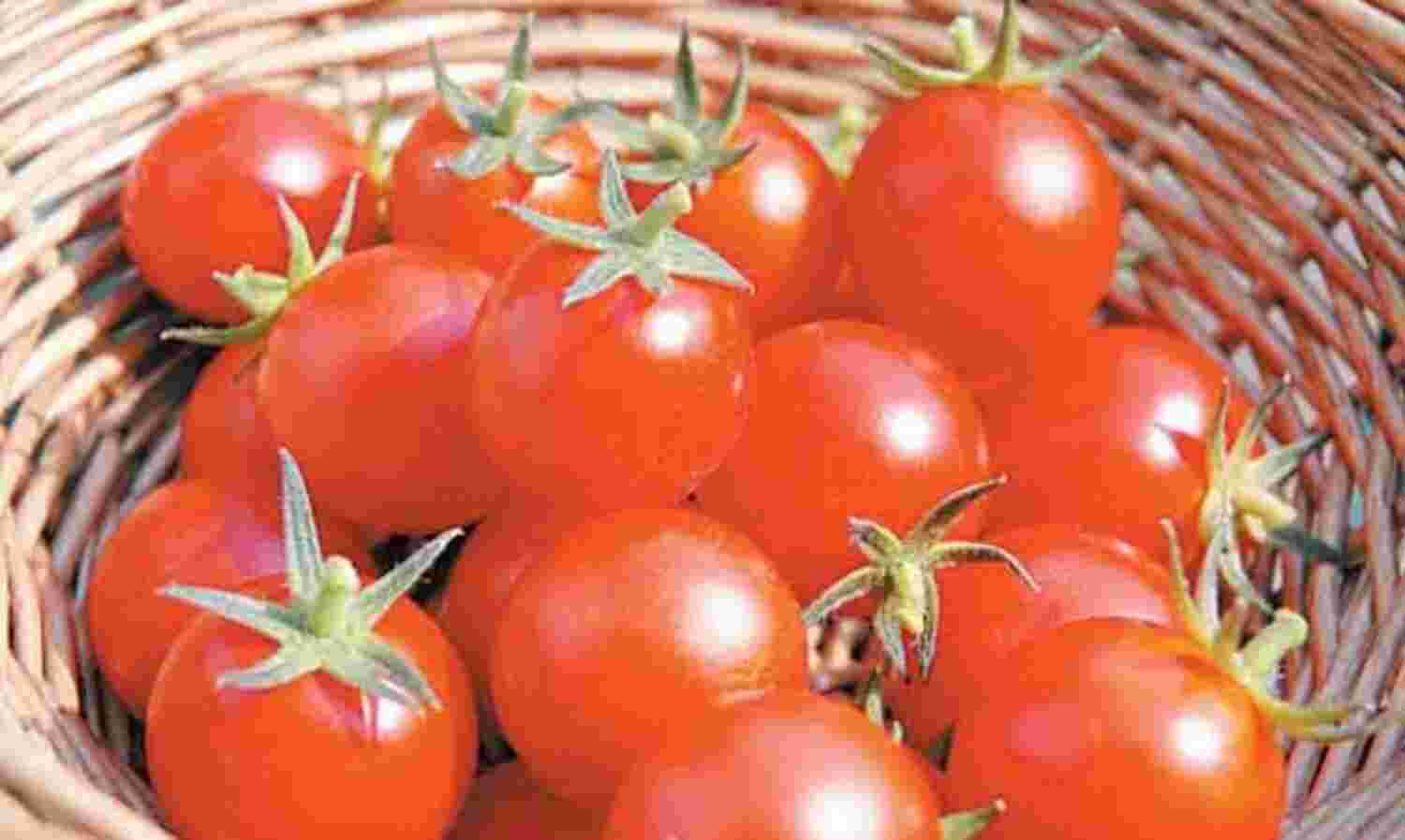 फलों से भी महंगा हुआ टमाटर
