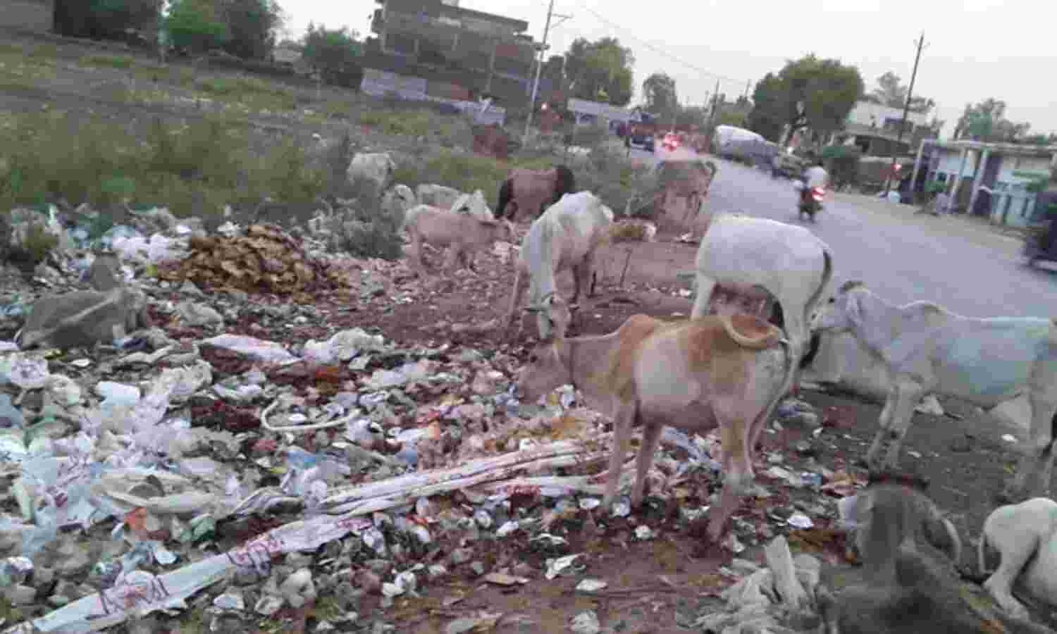 पॉलीथिन खाने से गौवंश की अकाल मौत