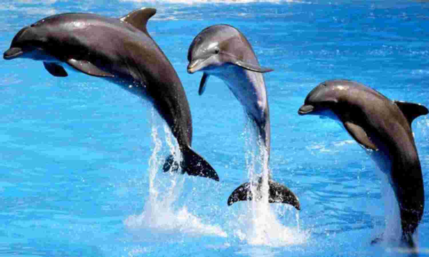 पांच साल में चम्बल में बढ़ीं 22 डाल्फिन