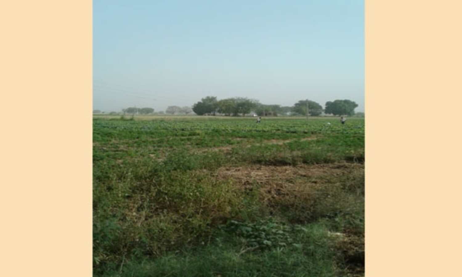 प्रशासन का आदेश खूंठी पर, जमाहर में नाले के पानी से उगाई जा रही हैं सब्जियां