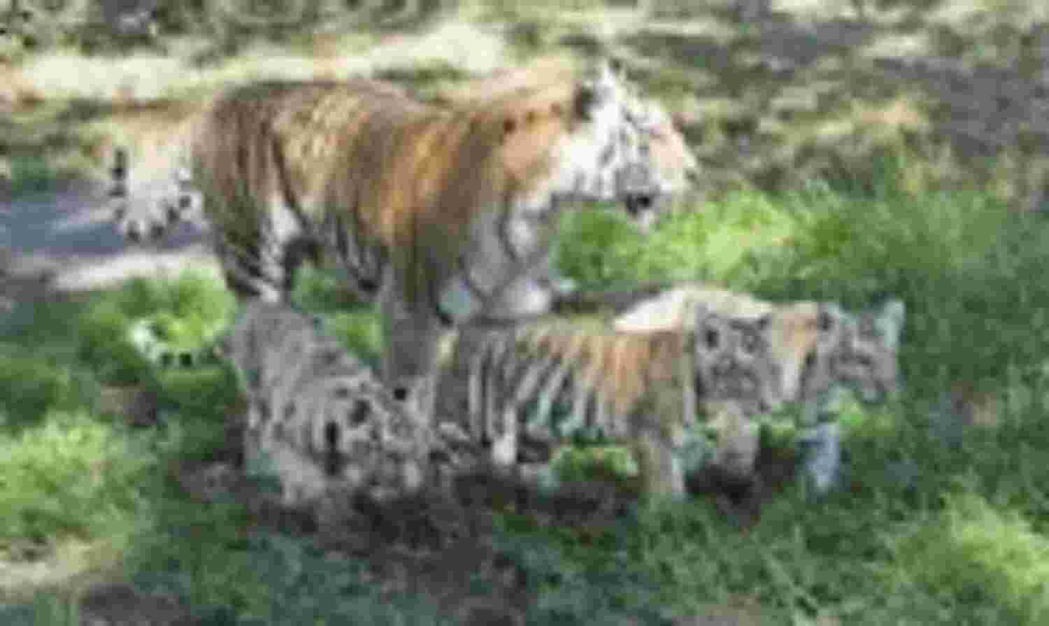 देश में बढ़ी बाघों की संख्या