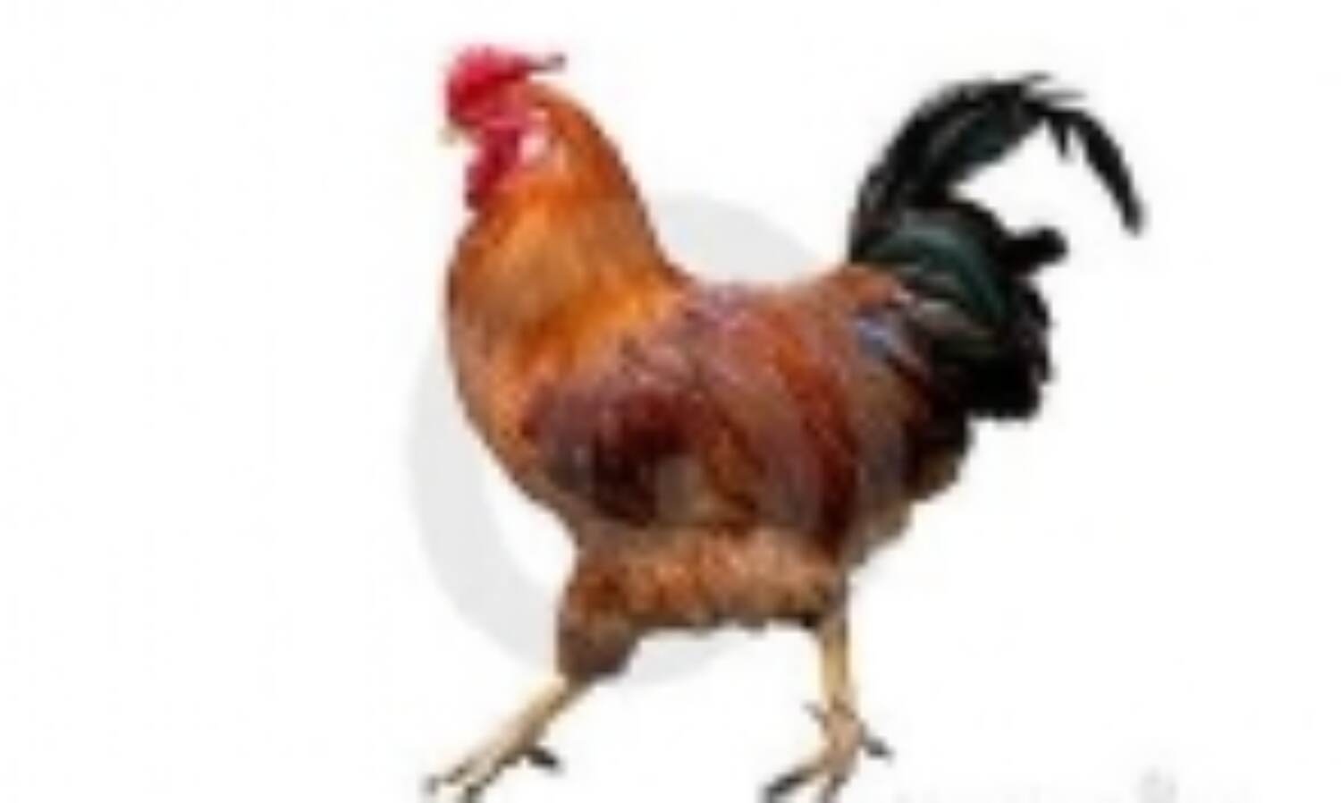 दुनिया का सबसे बड़ा मुर्गा